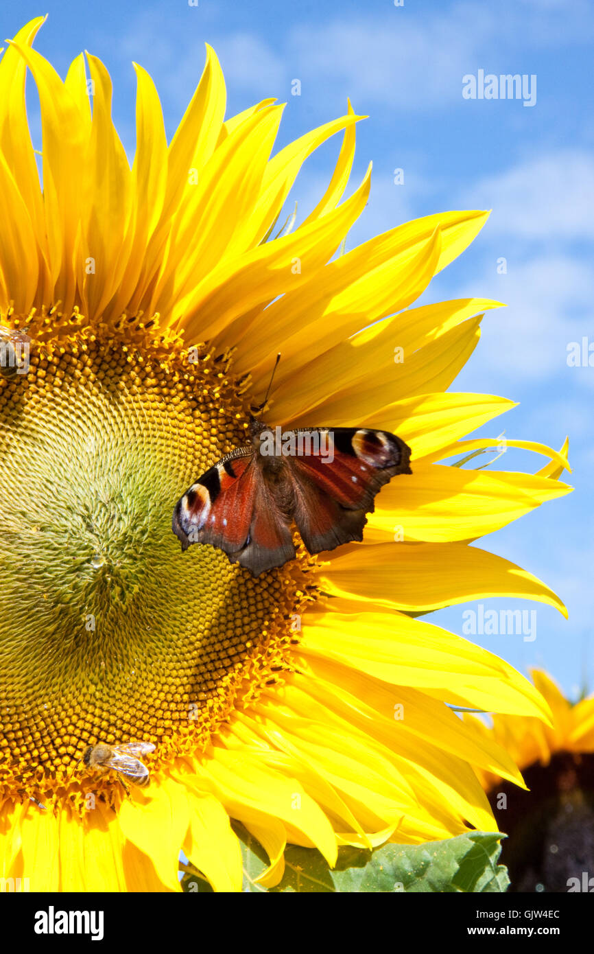 sunflower with butterfly Stock Photo Alamy