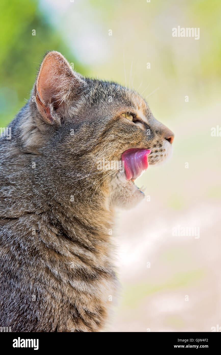 Cat sits with mouth open and licking its lips Stock Photo