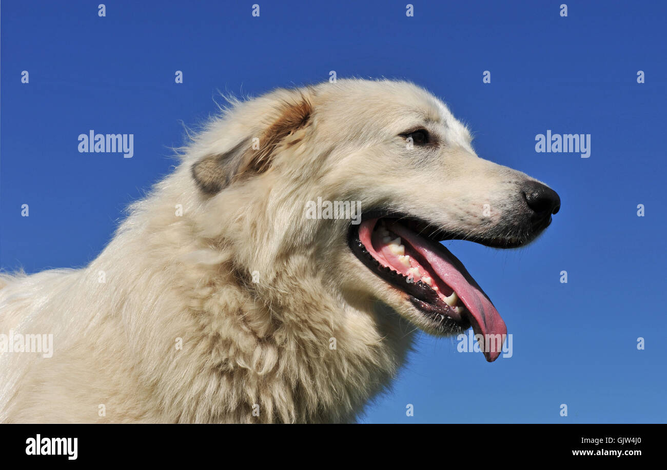 Big mountain dog hi-res stock photography and images - Alamy