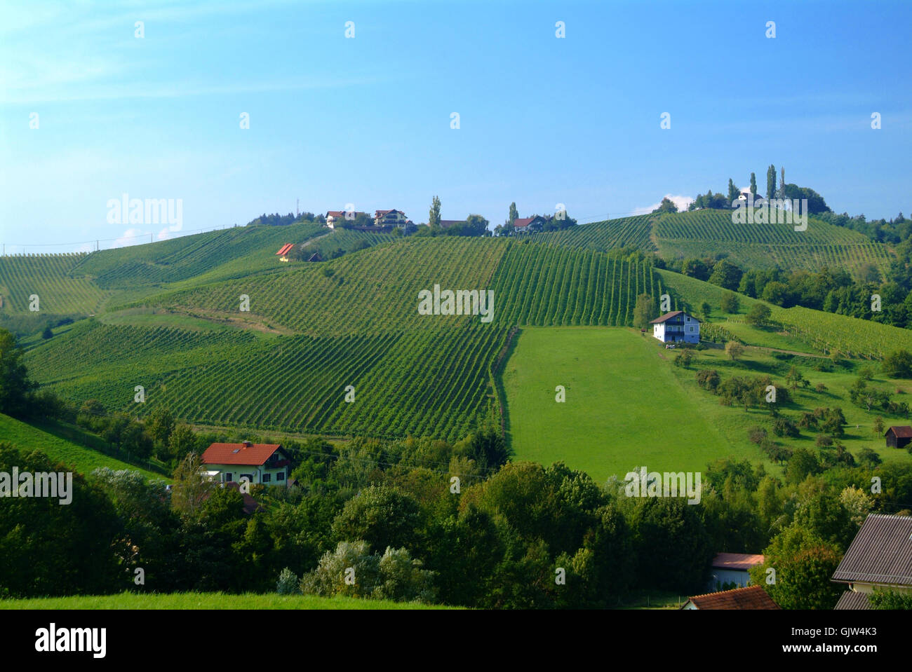 Vine styria hi-res stock photography and images - Alamy