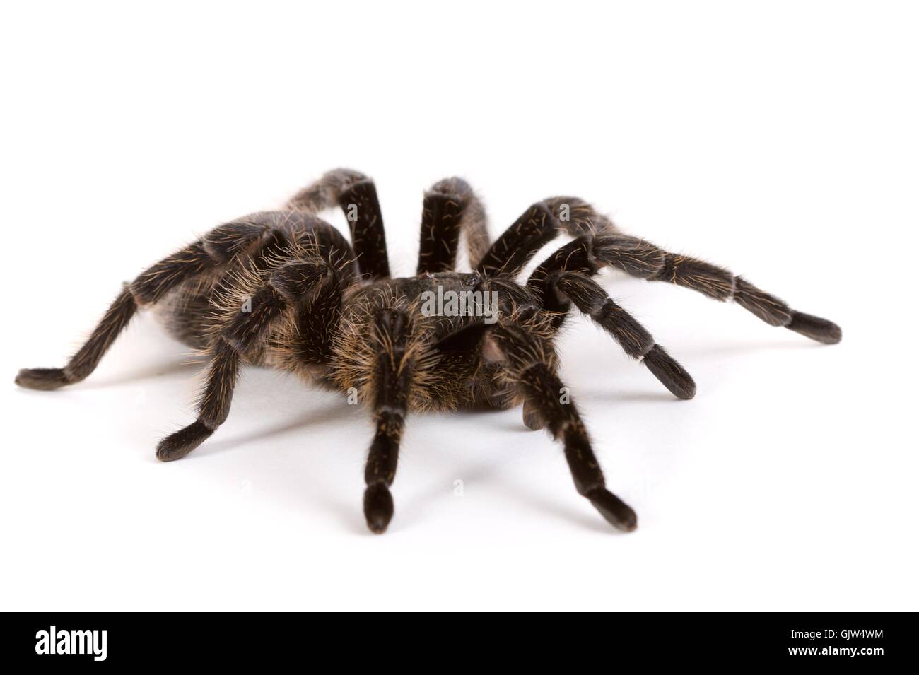 animal spider macro Stock Photo - Alamy