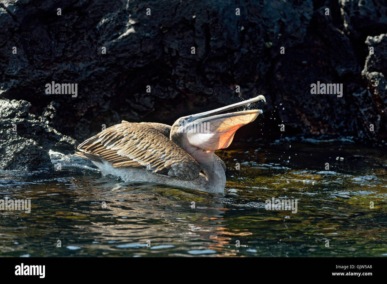 Brown Pelican (Pelecanus occidentalis) Fishing in shallow water, Galapagos Islands National Park, Floreana Island, Ecuador Stock Photo