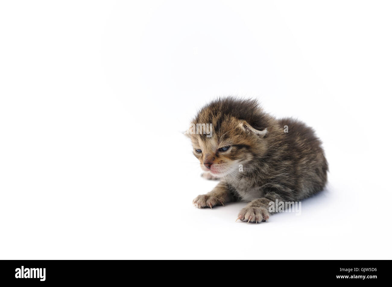  isolated small tiny Stock Photo - Alamy
