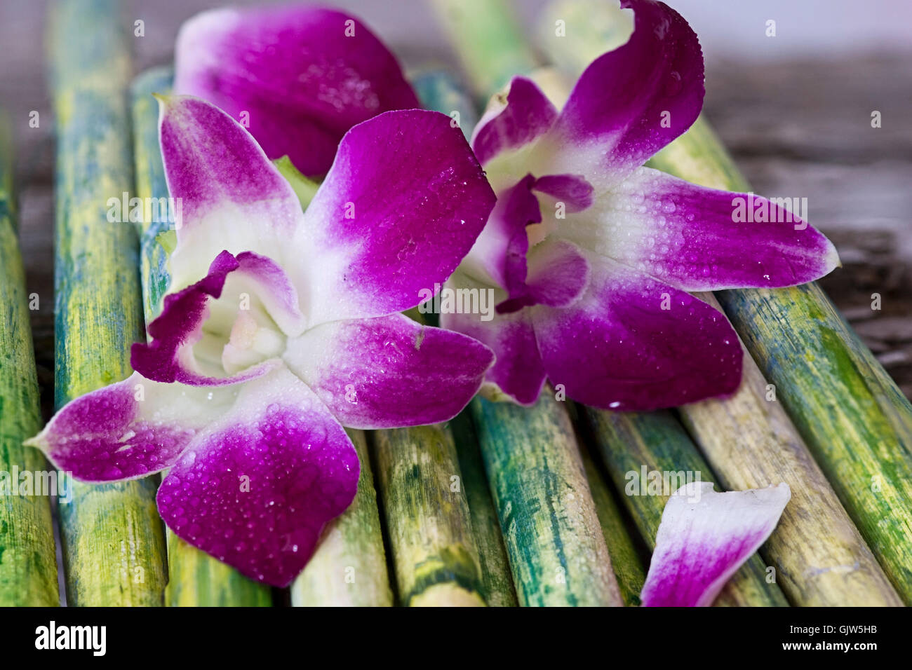 orchid on bamboo Stock Photo