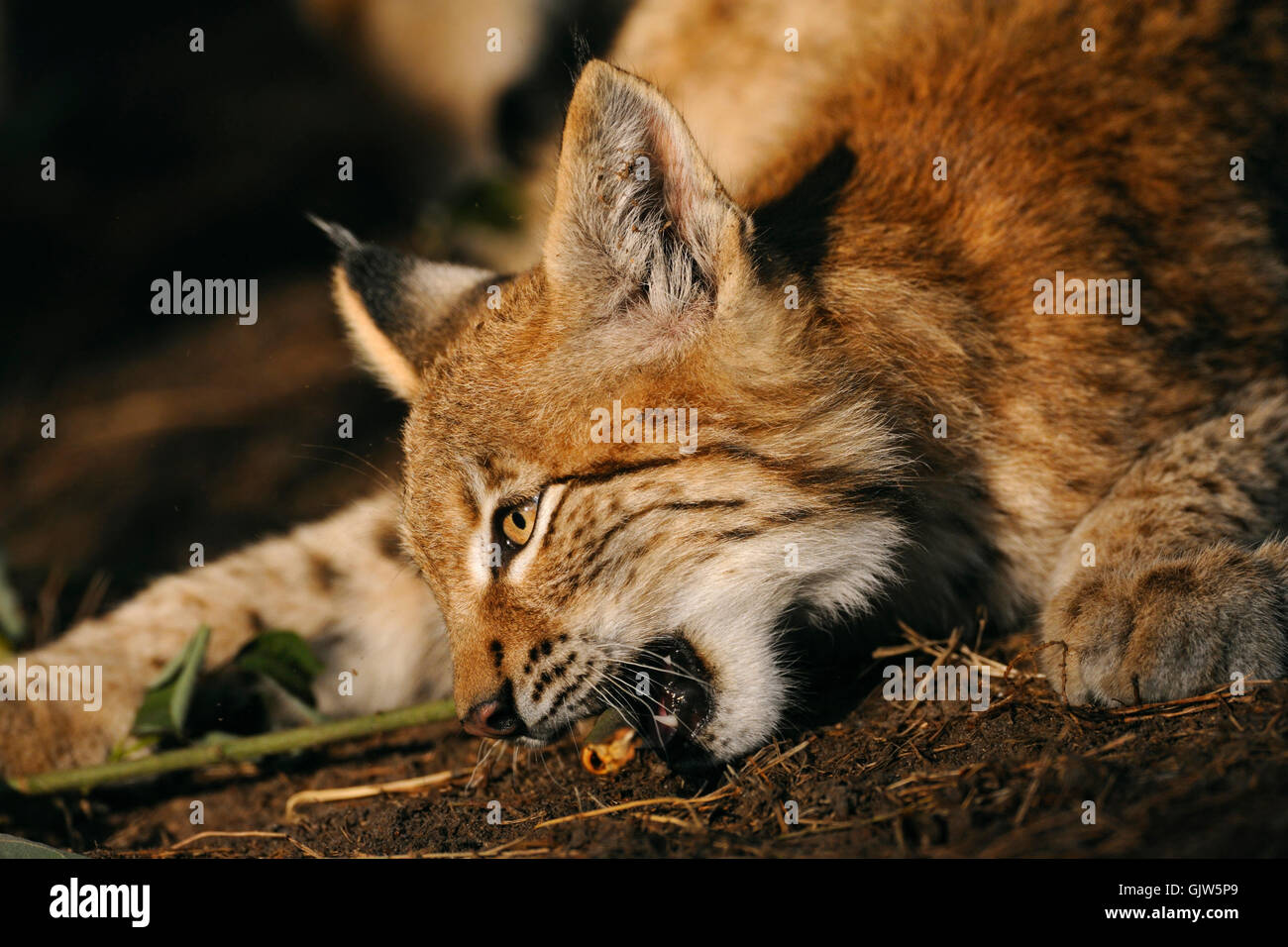 Portrait of an Eurasian Lynx / Eurasischer Luchs ( Lynx lynx ) nibbling on a piece of wood, golden light. Stock Photo