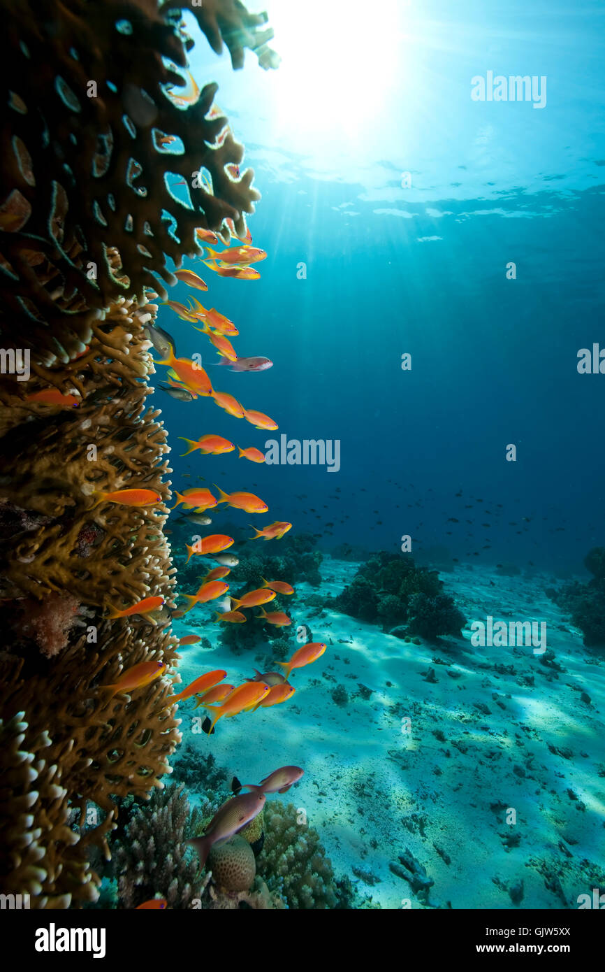 blue shine shines Stock Photo - Alamy