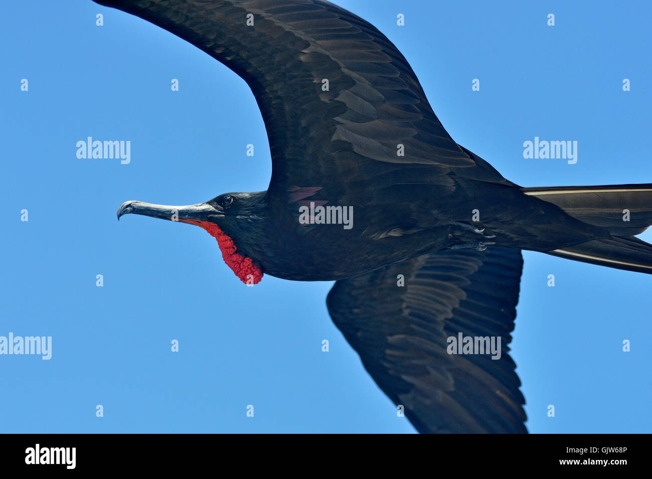 Magnificent Frigatebird (Fregata magnificens), Galapagos Islands National Park, South Plaza Island, Ecuador Stock Photo