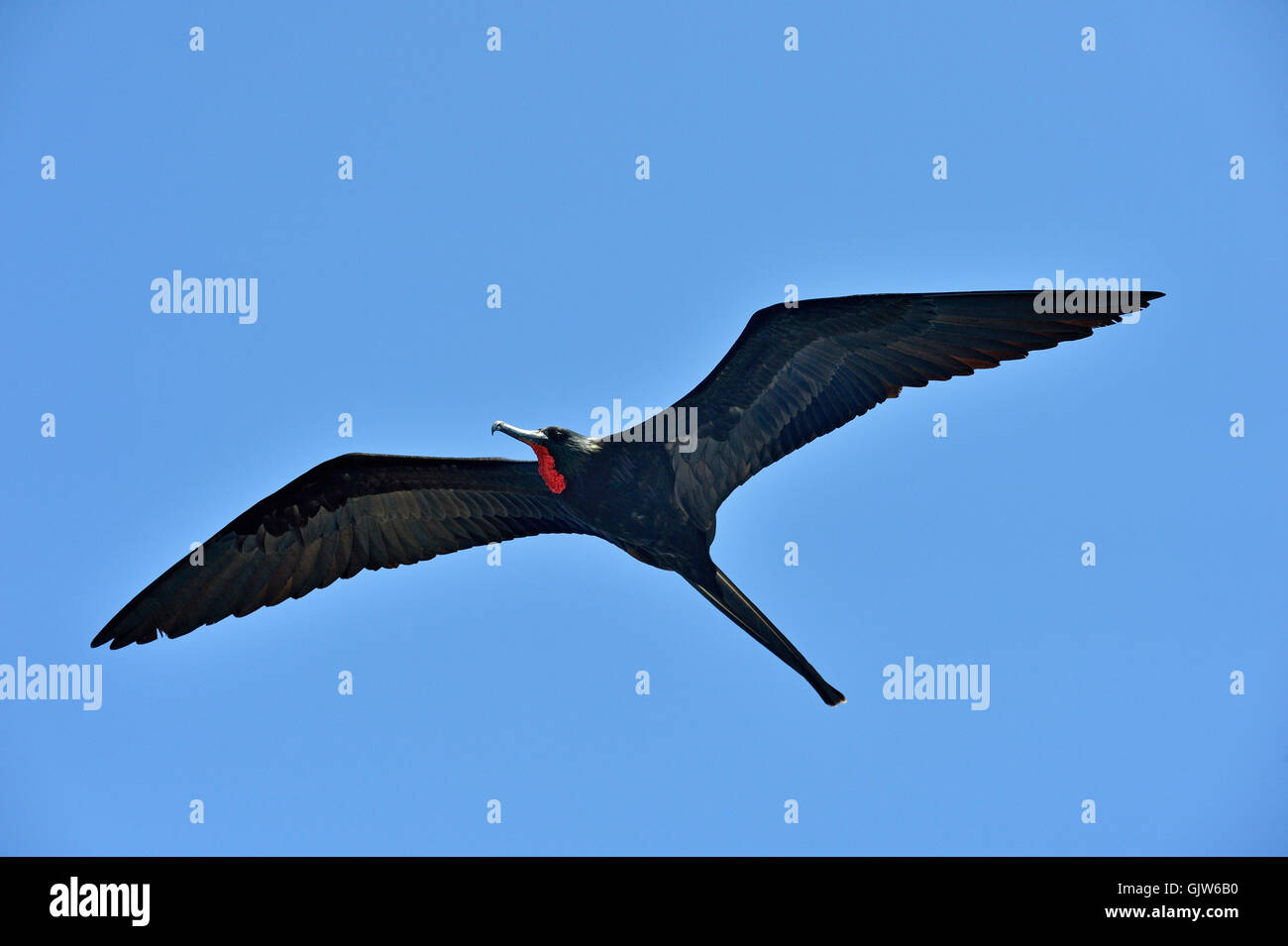 Magnificent Frigatebird (Fregata magnificens), Galapagos Islands National Park, South Plaza Island, Ecuador Stock Photo