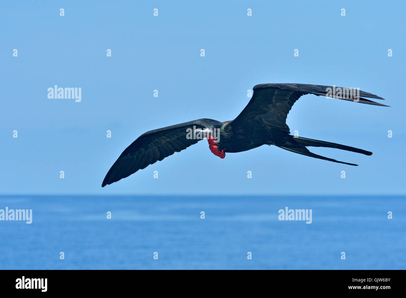 Magnificent Frigatebird (Fregata magnificens), Galapagos Islands National Park, South Plaza Island, Ecuador Stock Photo