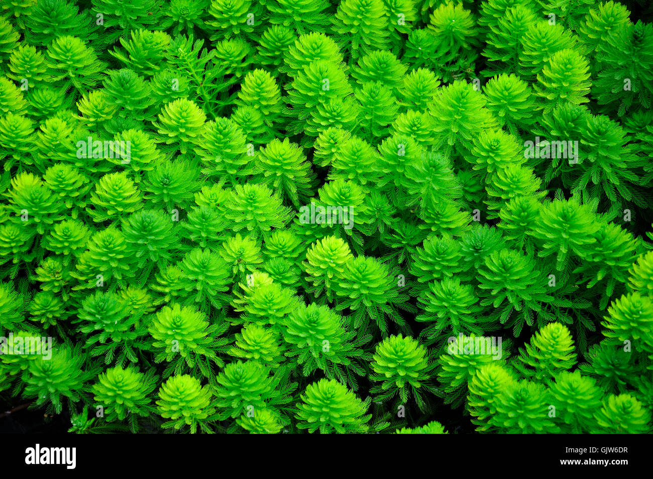Myriophyllum aquaticum or water milfoil found in the waters of Xitang water town Zhejiang Province china. Stock Photo