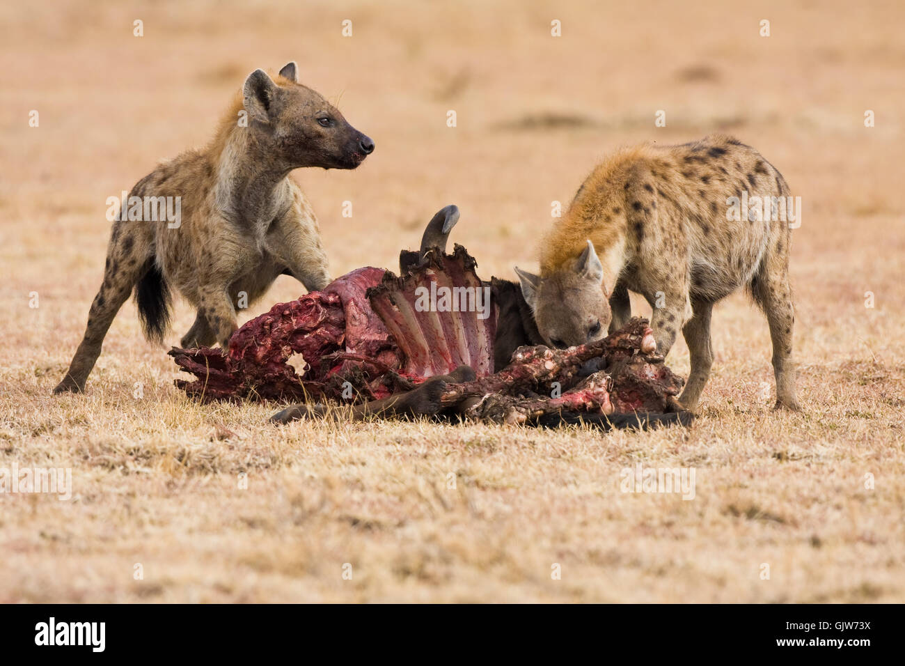 Hyena Eating Stock Photos & Hyena Eating Stock Images - Alamy