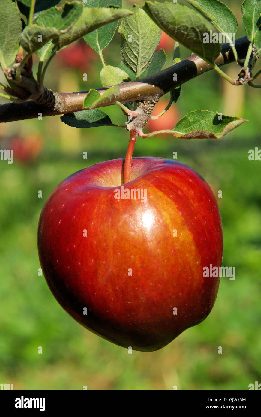 Tree Ripe Apple Tree Stock Photo Alamy