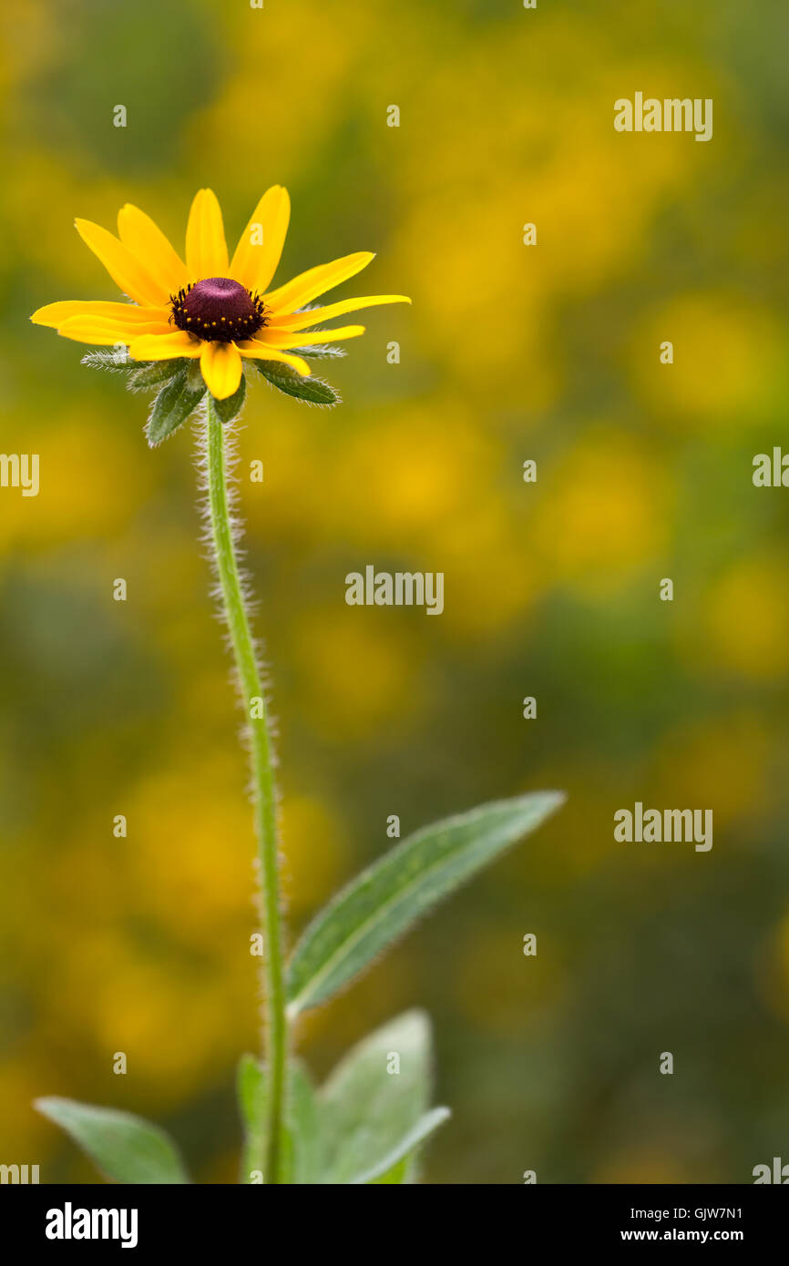 Rudbeckia, aka Black Eyed Susan, a short lived wildflower in North Carolina. Stock Photo