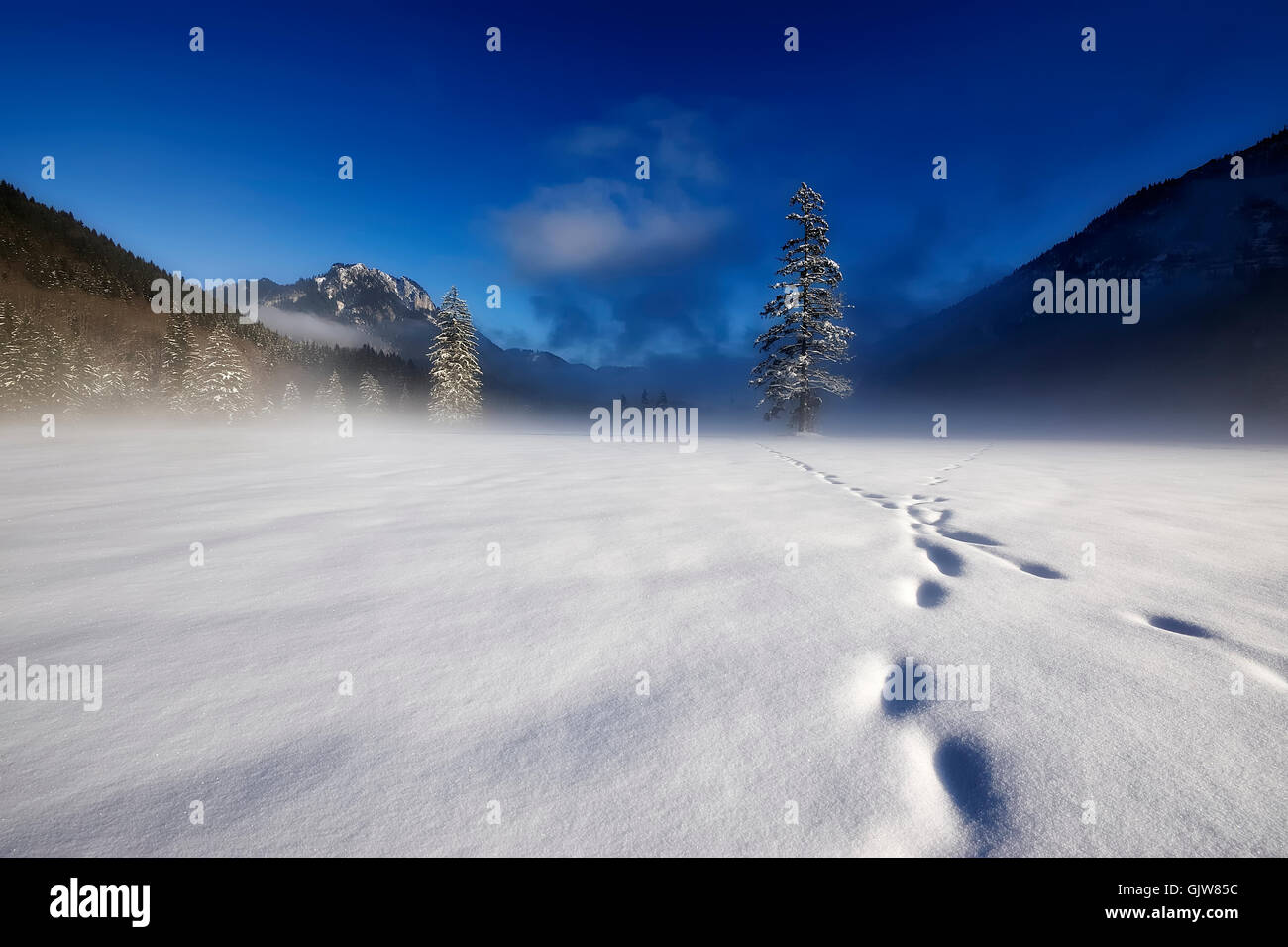 Trees mountains hi-res stock photography and images - Alamy