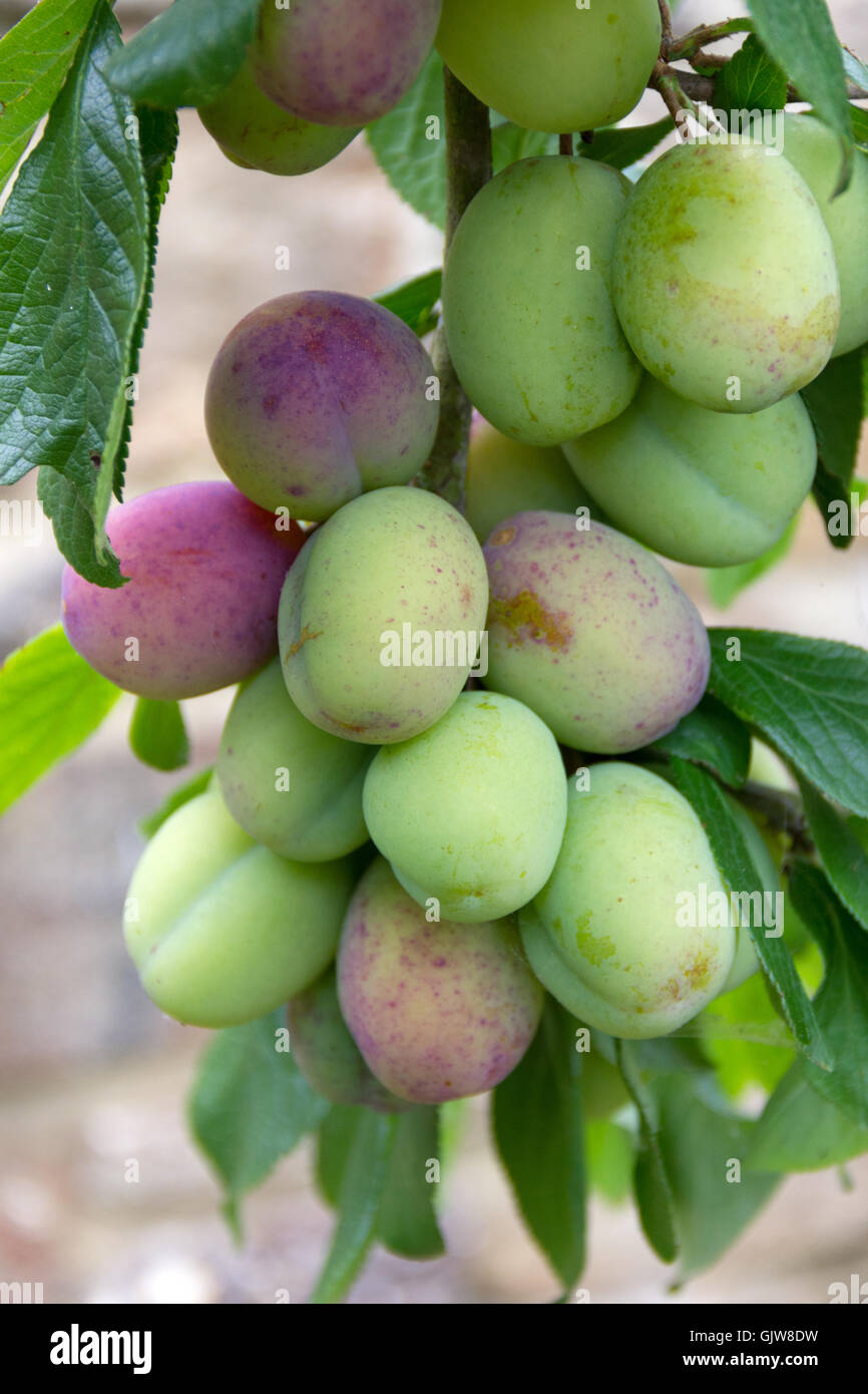 Victoria Plums growing and beginning to ripen on a small tree Stock Photo