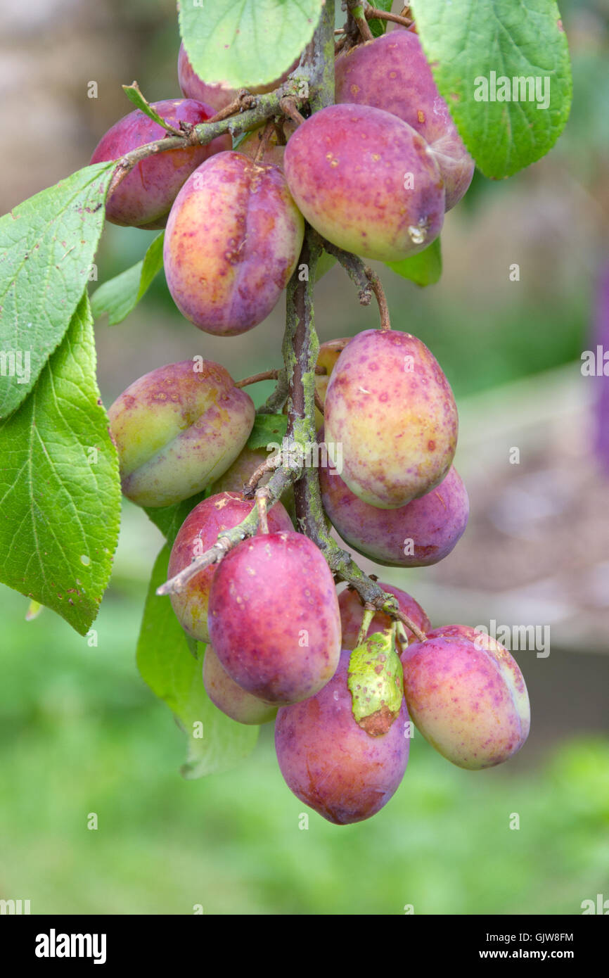 Victoria Plums growing and ripening on a small tree Stock Photo