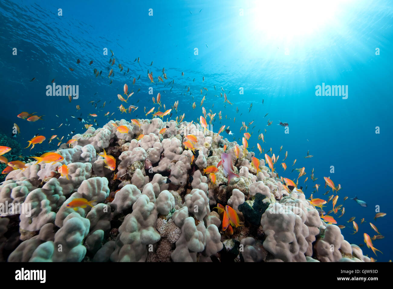 blue shine shines Stock Photo - Alamy