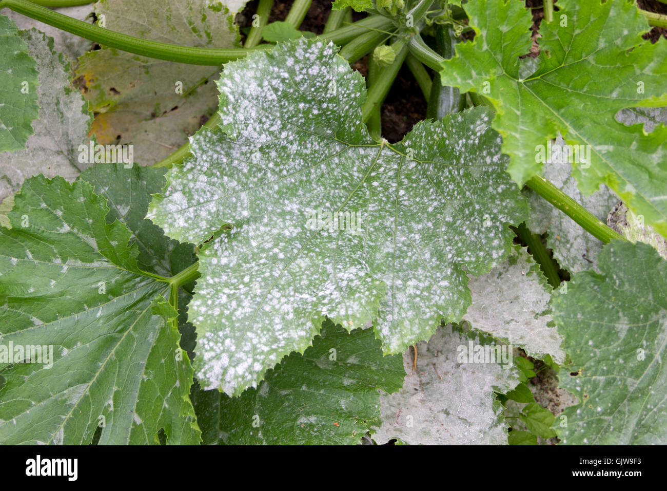 Courgette leaves hires stock photography and images Alamy