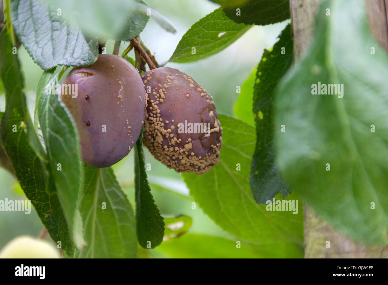Mould fruit hires stock photography and images Alamy