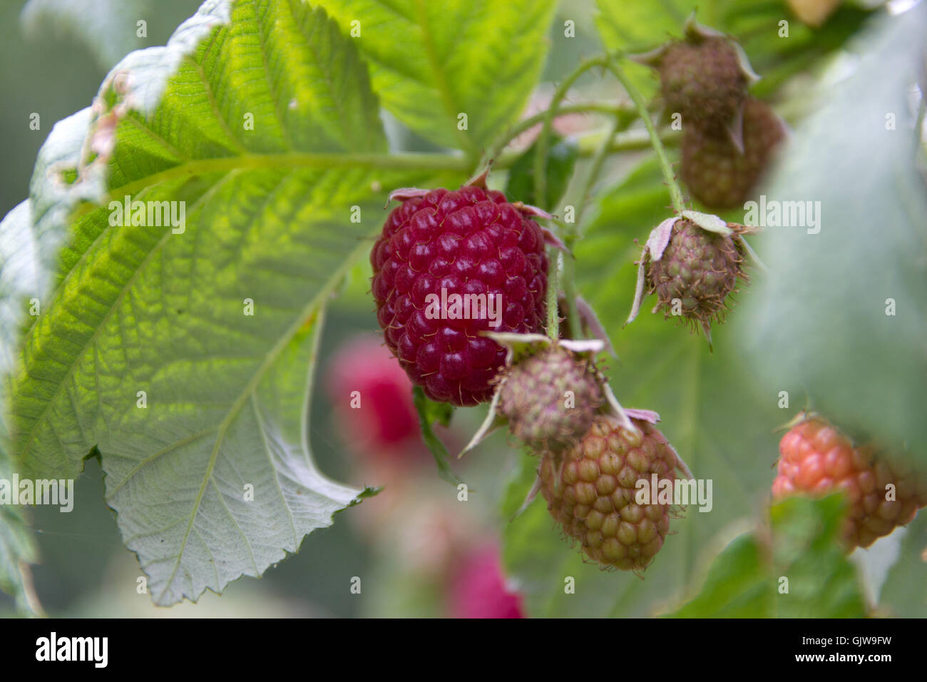 Summer Raspberries Stock Photo