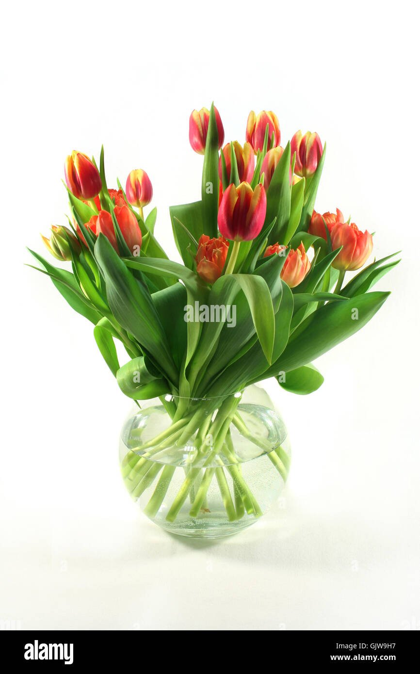 Plant flowers hi-res stock photography and images - Alamy