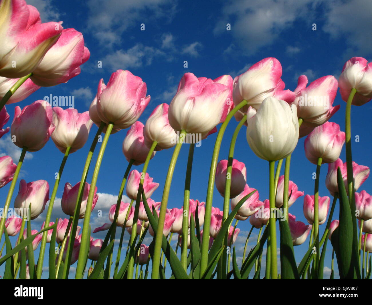 tulips in the wind Stock Photo
