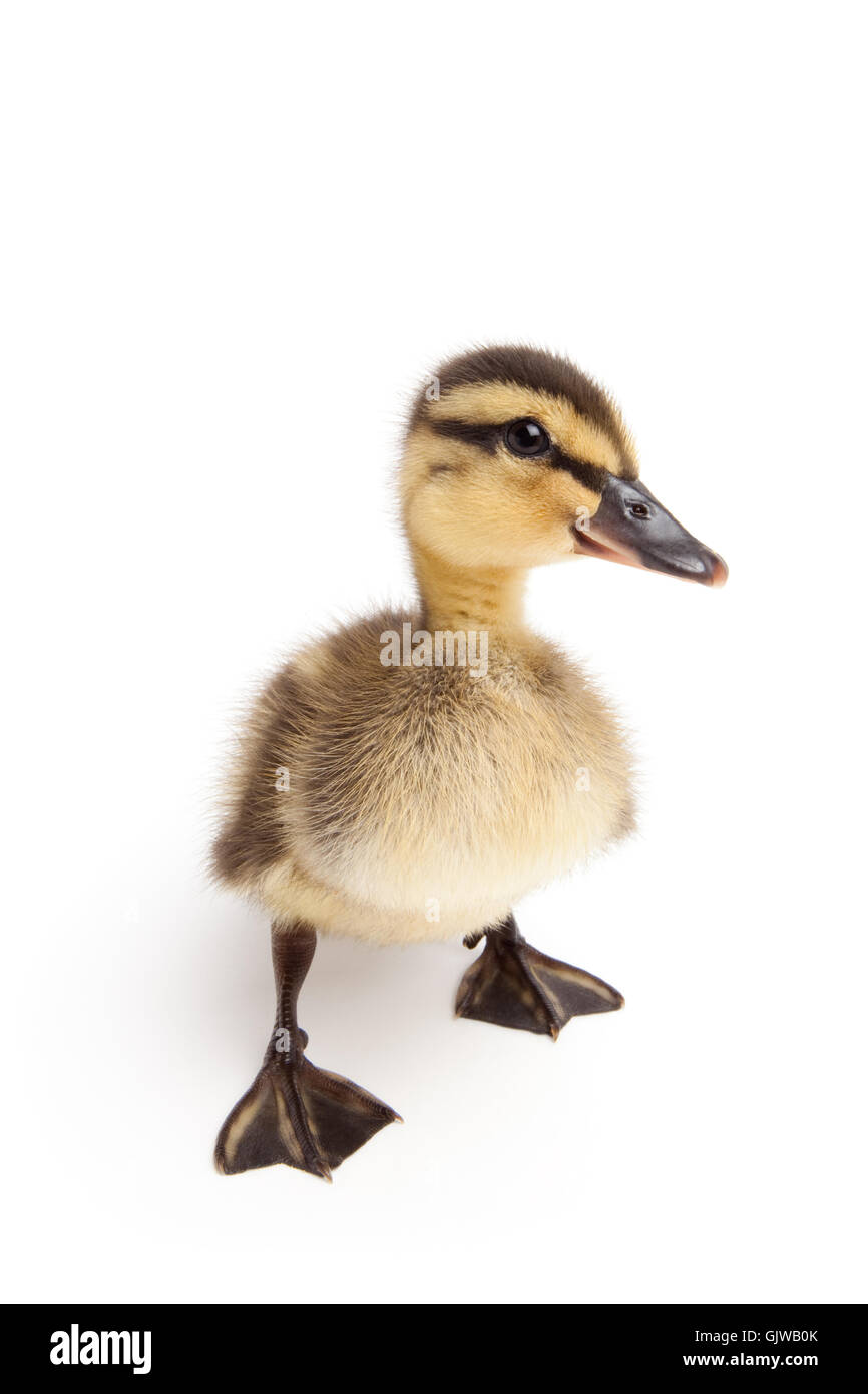 animal bird duck Stock Photo