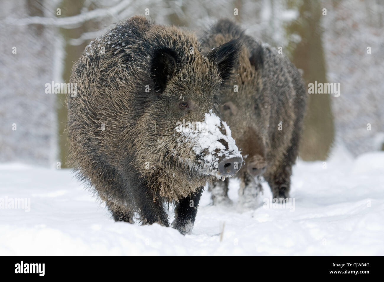 wild boar pig wild boars Stock Photo