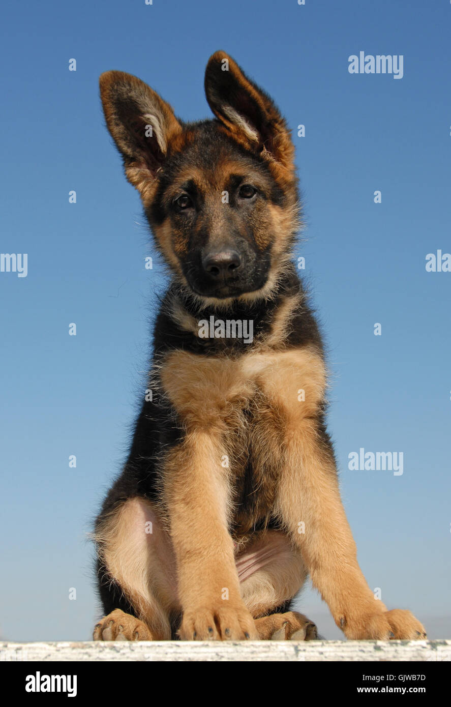 dog puppy german Stock Photo - Alamy