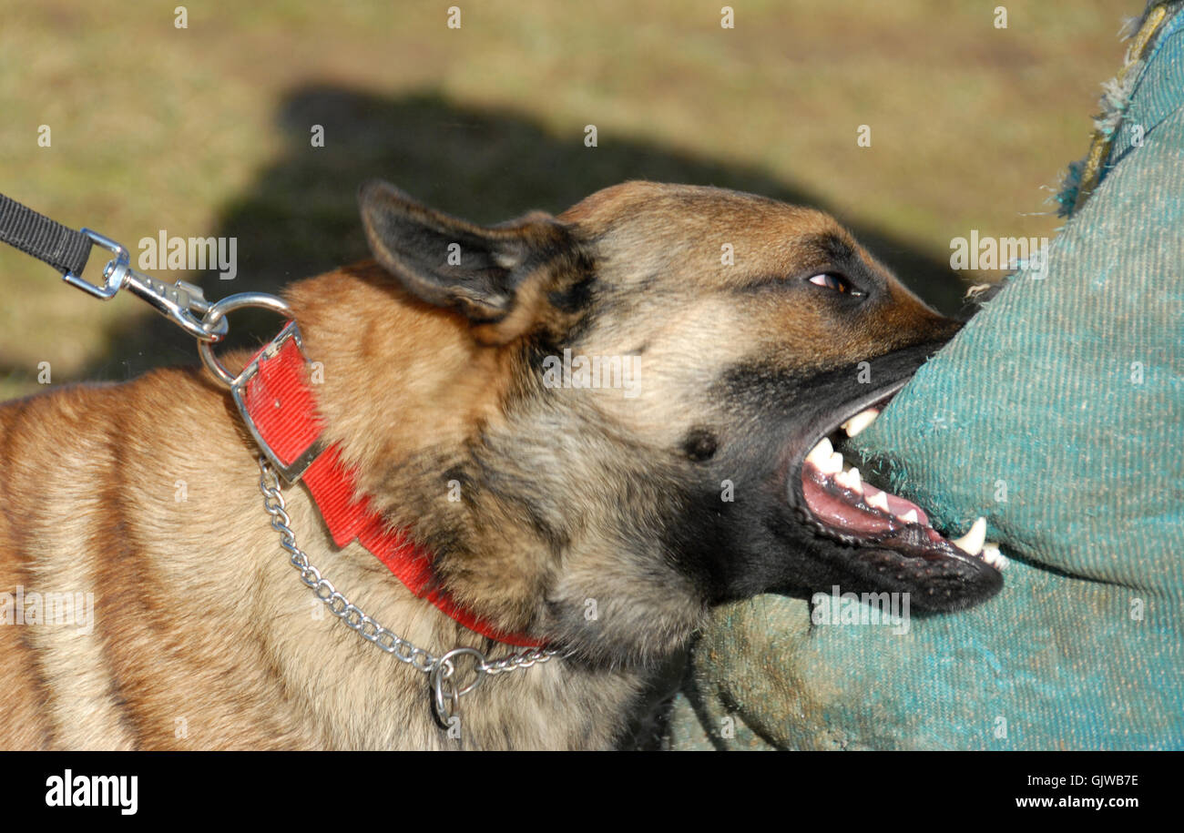 dog shepherd belgian Stock Photo