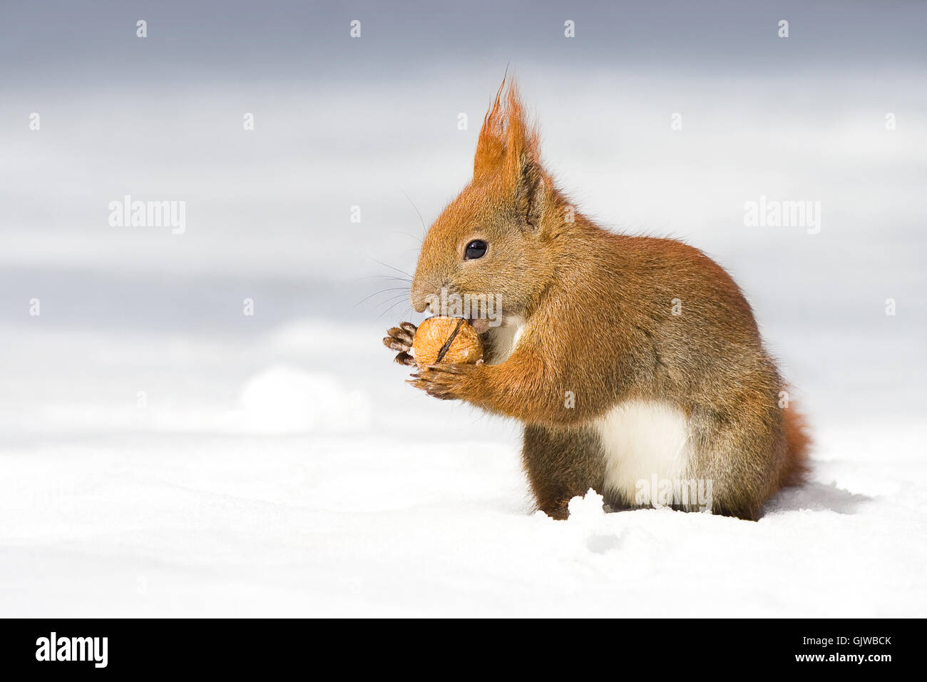 worms eye winter cold Stock Photo