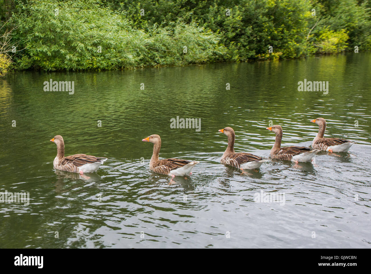 Greylag geese line up on the River Bure in the Norfolk Broads near Wroxham, UK. Stock Photo