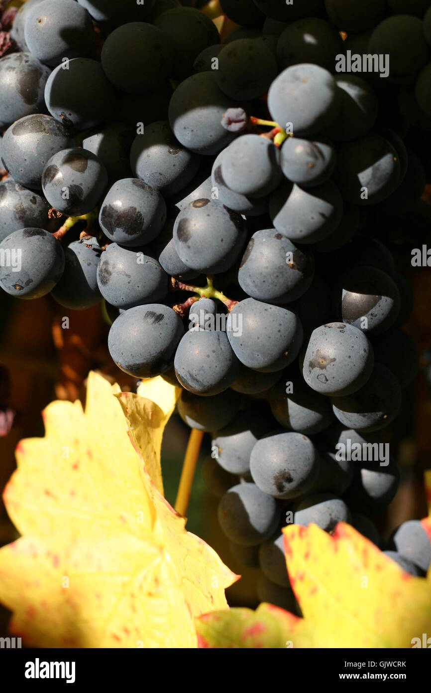 grapes cultivation of wine vineyard Stock Photo
