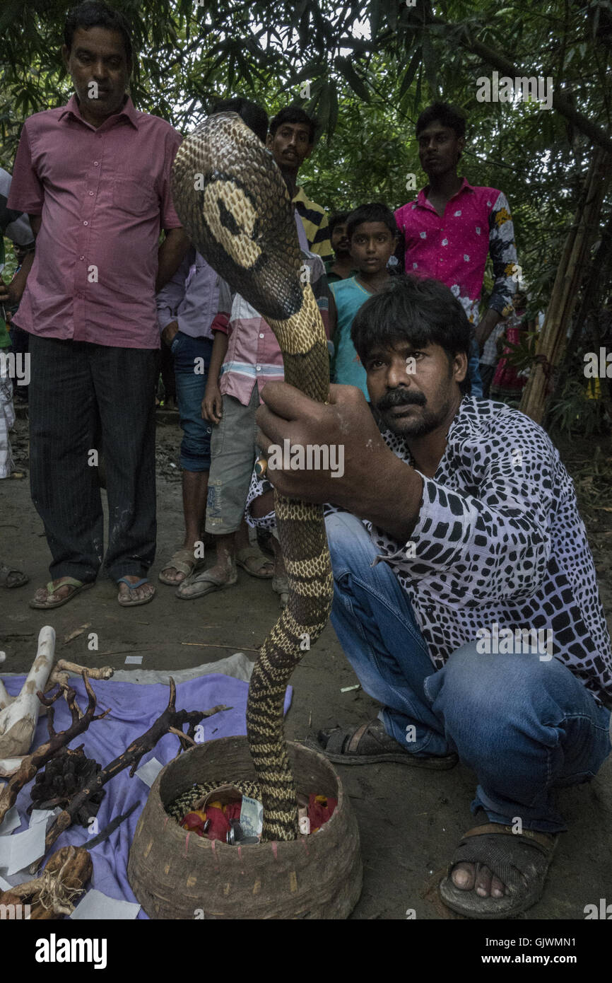 Kolkata, Indian state West Bengal. 17th Aug, 2016. An Indian snake