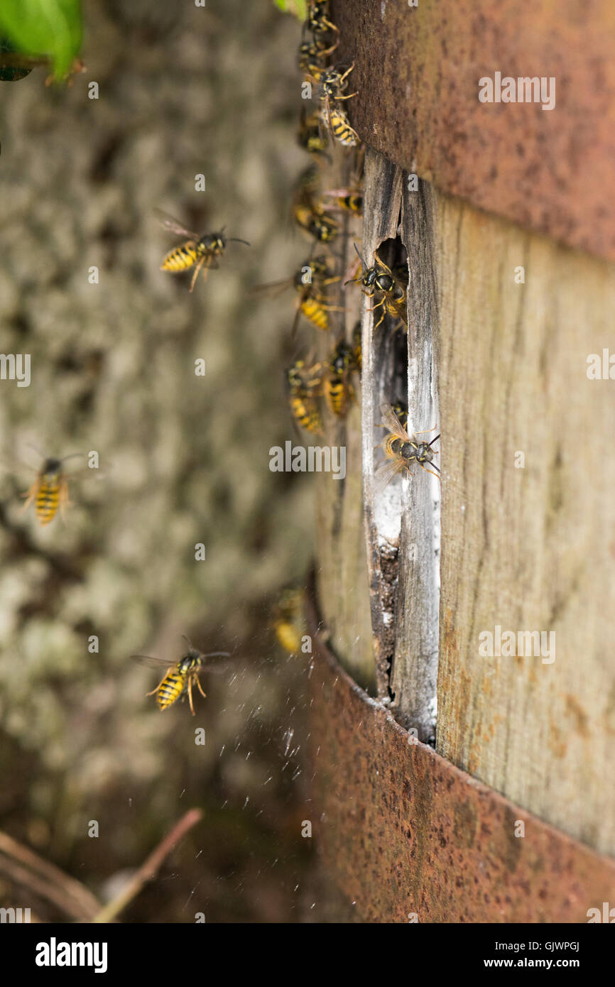 Stirlingshire, Scotland, UK - 18 August 2016: UK weather: As we move towards late summer wasps can begin to be a nuisance.  Earlier in the year they are  busy building nests and rearing their young, and are barely noticed unless a nest is accidentally disturbed.  The wasps feed off a sweet liquid produced by their larvae, but later in the summer when their life cycle is almost complete they become much more of a nuisance as they seek sugary substances such as jam and fizzy drinks. Credit:  Kay Roxby/Alamy Live News Stock Photo
