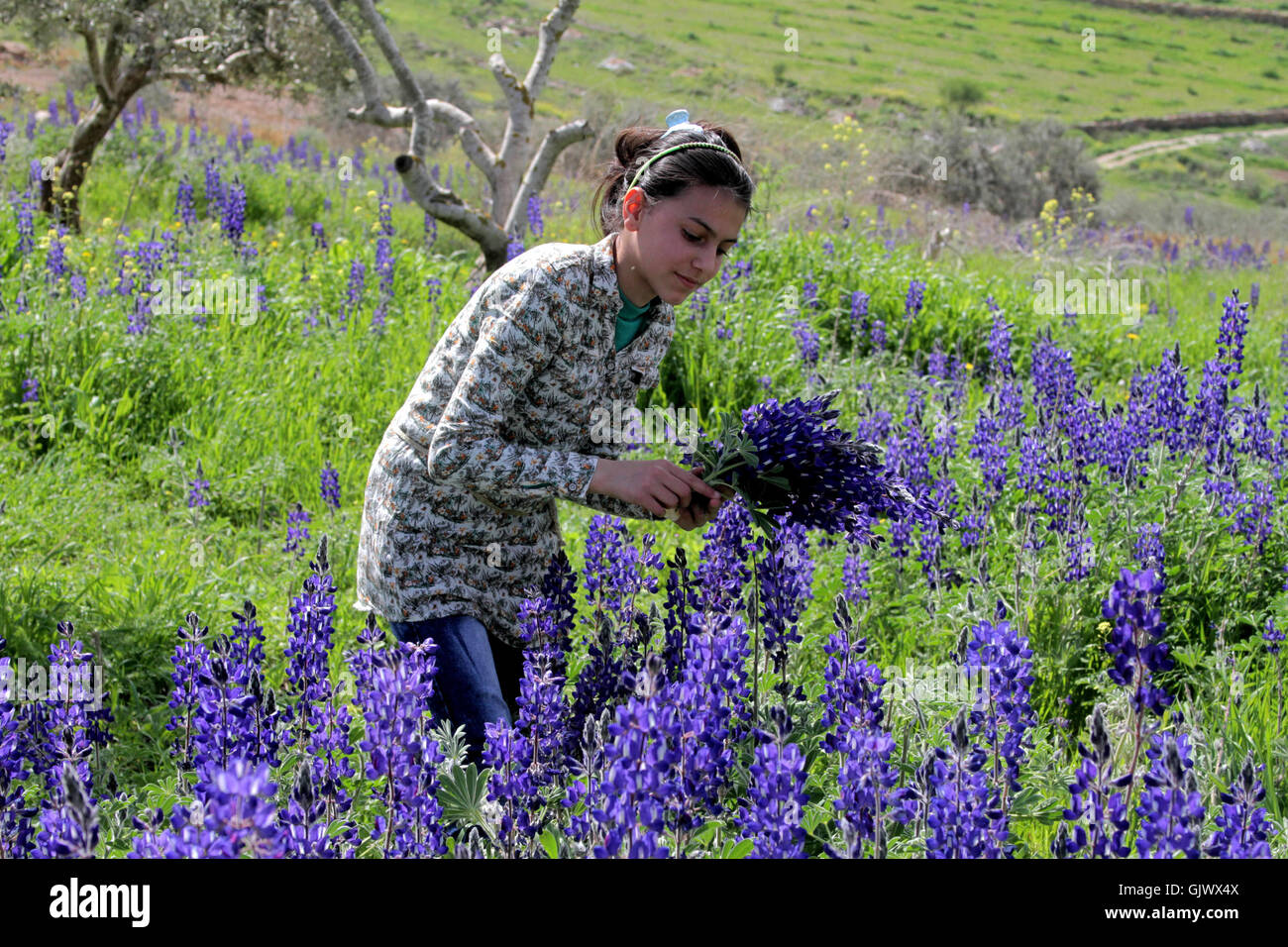 Palestinian Roses West Bank, Palestine. 18th Aug, 2016. A Palestinian collects Anemone ...