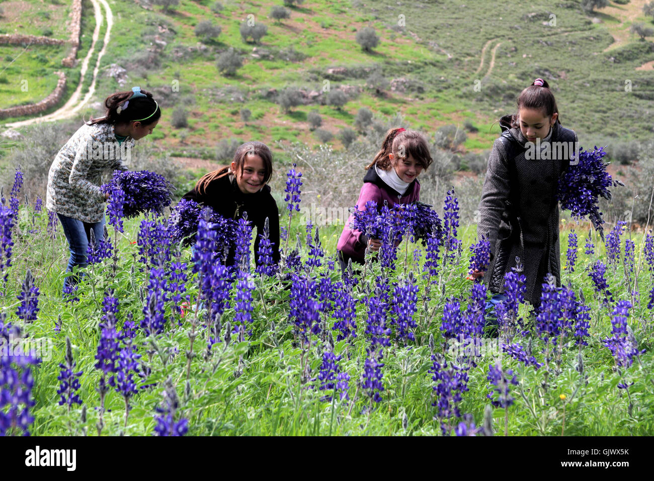 Palestinian Roses West Bank, Palestine. 18th Aug, 2016. A Palestinian collects Anemone ...