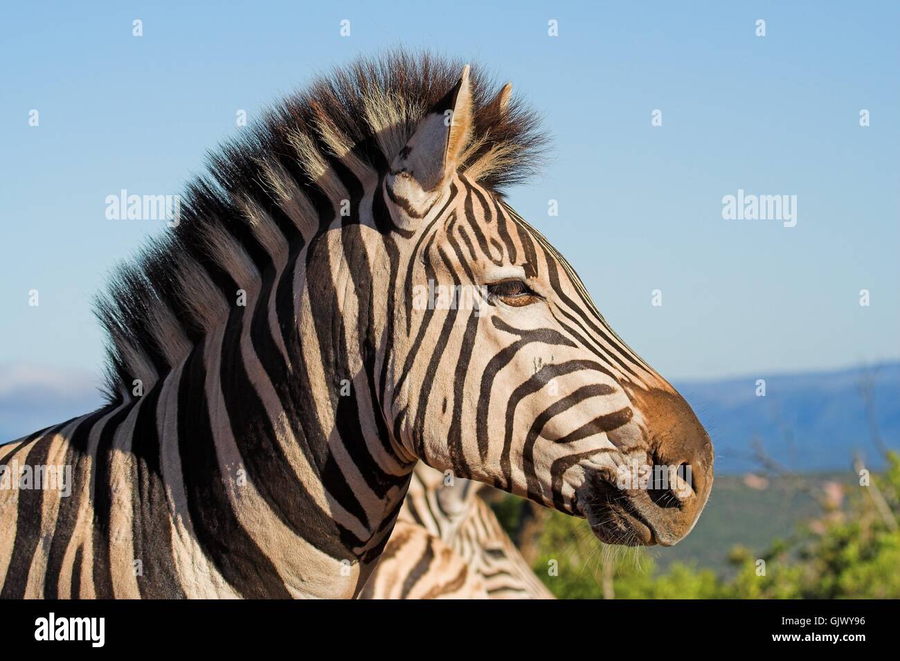 animal wild zebra Stock Photo - Alamy