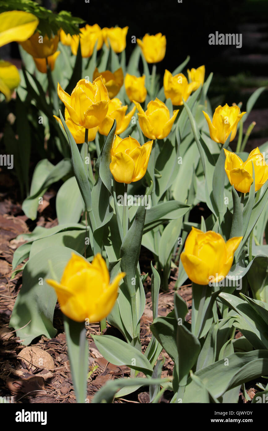 Colorful yellow tulips in spring Stock Photo - Alamy