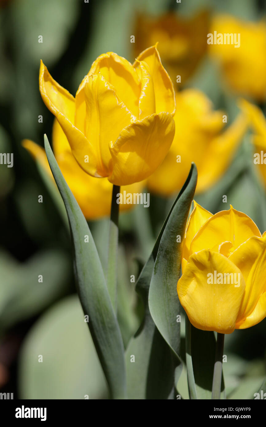 Colorful yellow tulips in spring Stock Photo - Alamy