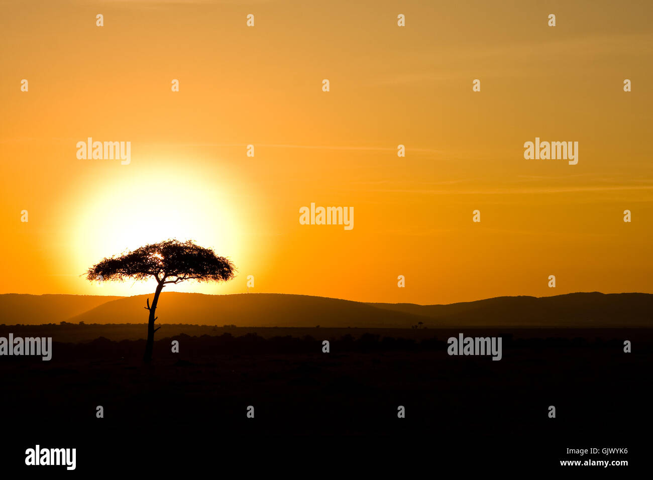 tree sunset africa Stock Photo - Alamy