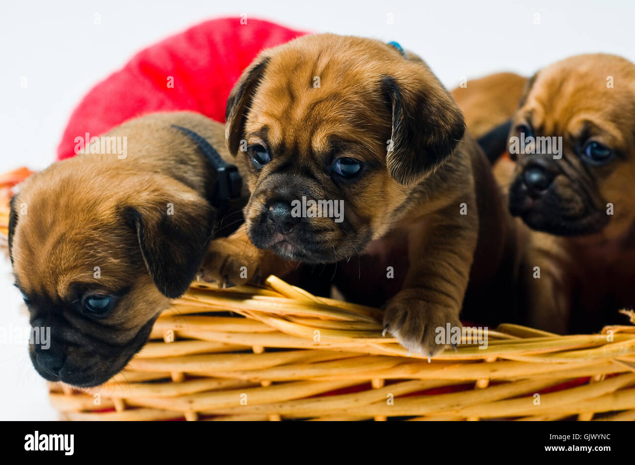 basket dogs puppies Stock Photo