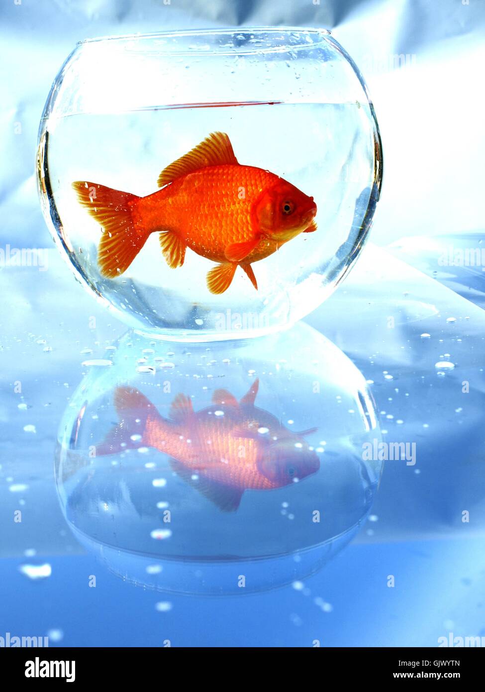 goldfish in a bowl Stock Photo
