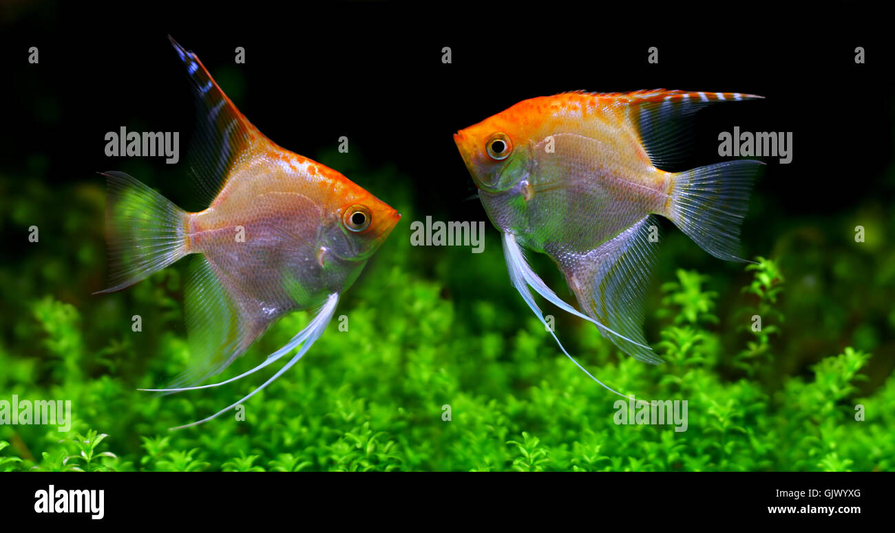 pet aquarium fish Stock Photo Alamy