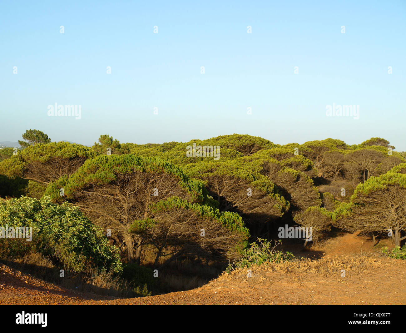 Pine tree algarve portugal europe hi-res stock photography and images ...
