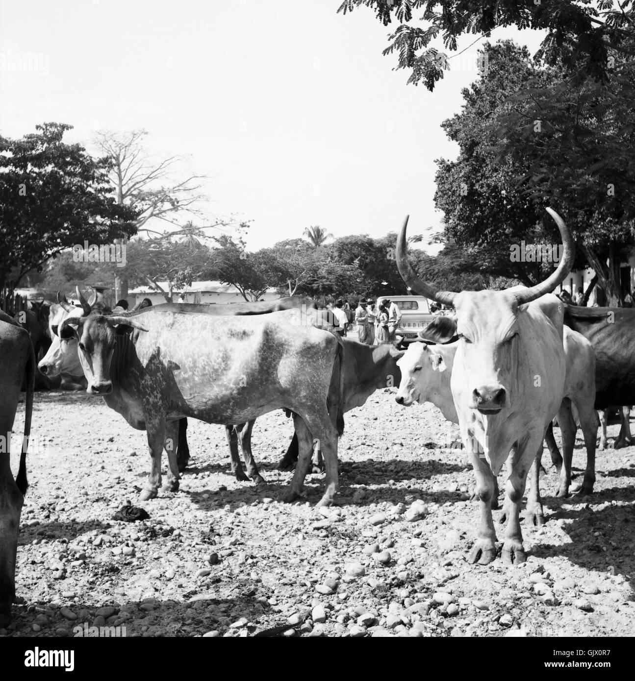 Auf dem Viehmarkt, Kolumbien 1960er Jahre. On the cattle market, Colombia 1960s. Stock Photo
