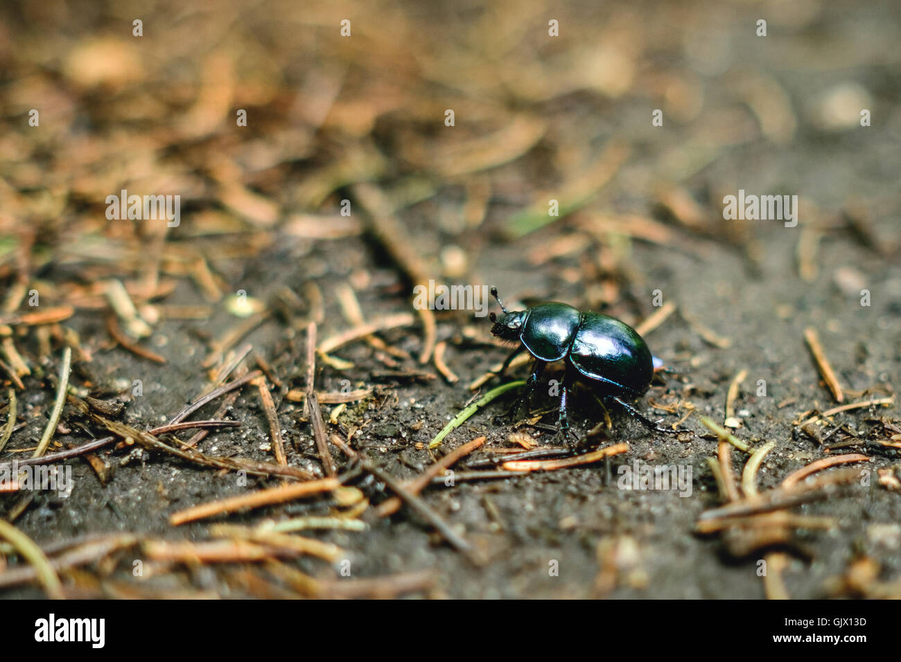 Close up of Springtime Beetle Stock Photo