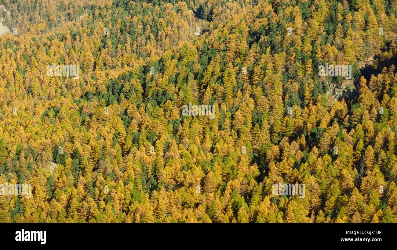 Golden larch trees switzerland hi-res stock photography and images - Alamy