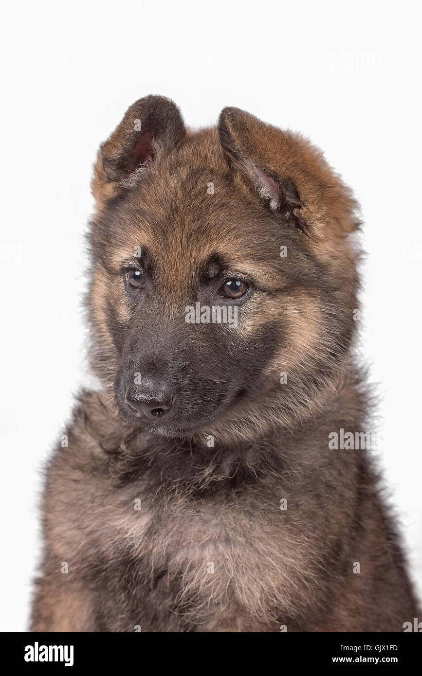 German Shepherd puppy with pink collar Stock Photo