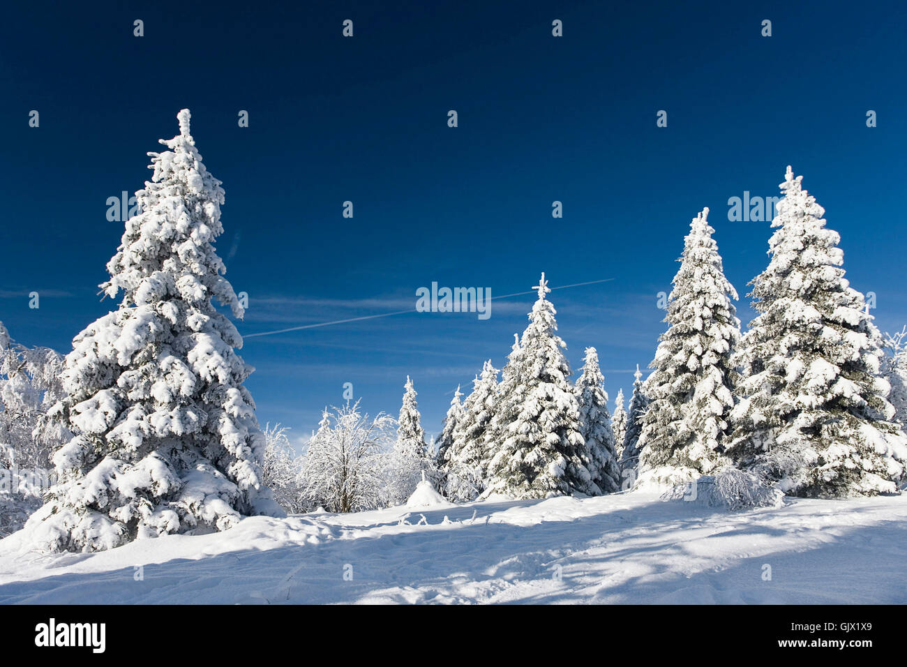 winter dream Stock Photo